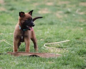 malinois-puppy-1