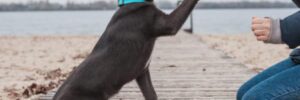 A woman trains a gray dog at a pier