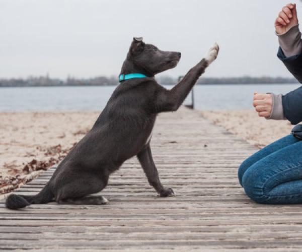 A woman trains a gray dog at a pier