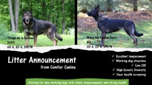 German shepherd working dog