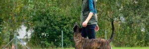 dog trainer course