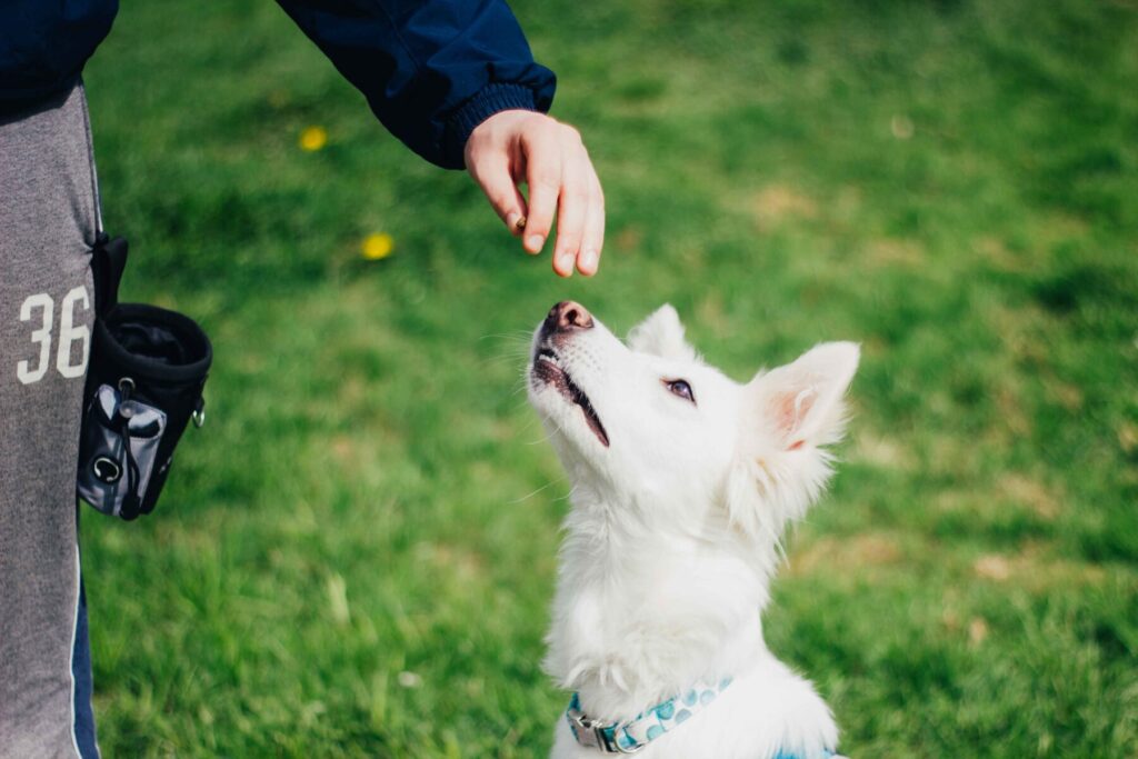 online dog trainer course