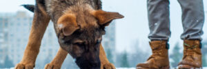 detection dog training