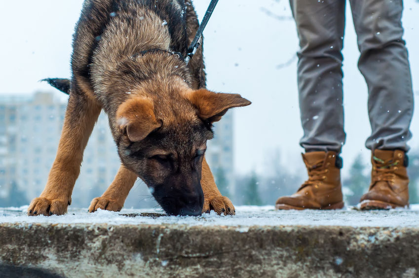 A German Shepherd sniffing the ground