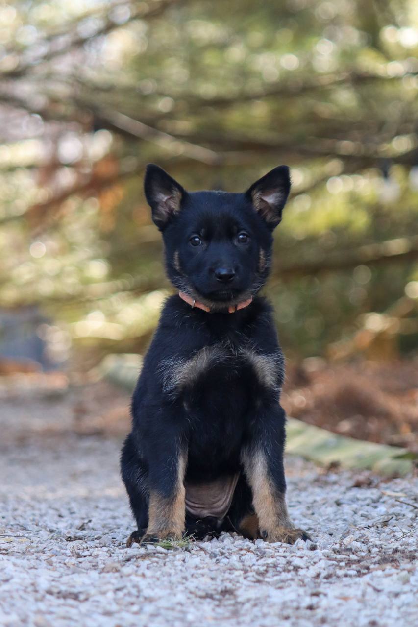 Dark Sable Belgian Malinois Puppies Sable Belgian Shepherd