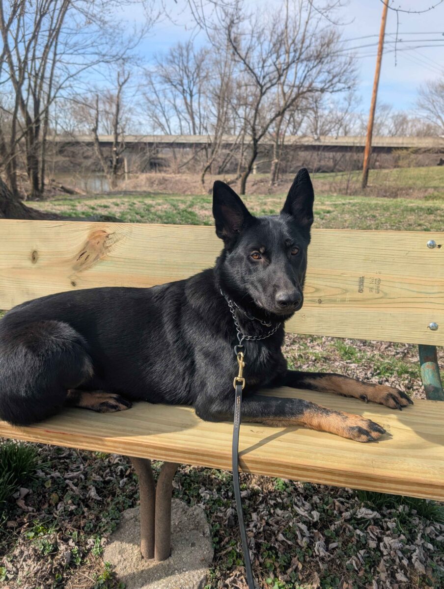 dog