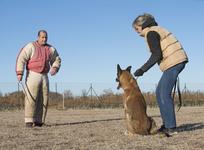 training of attack for a Belgian shepherd Malinois and his owner