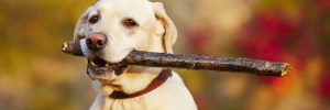 dog training