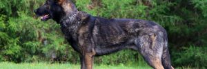 German Shepherd breeding